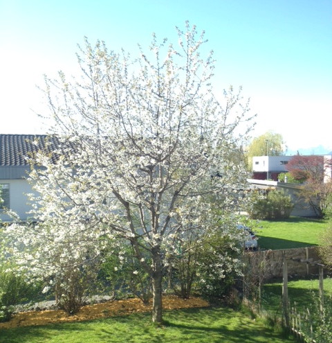 Bild "Home:Kirschbaum.jpg"